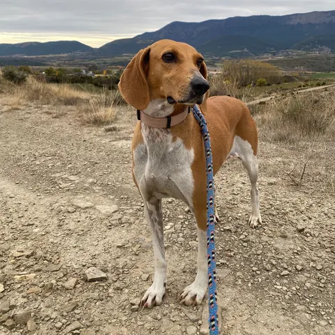Braun-weiße Hündin, stehend, von vorn, Kopf und Blick leicht nach links