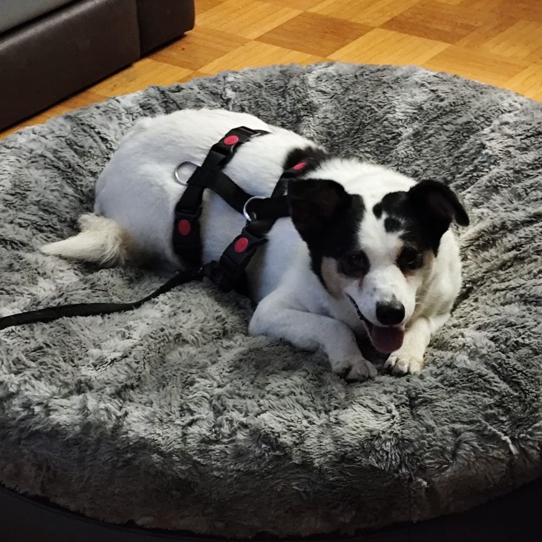 Concha in der Wohnung auf dem Hundebett