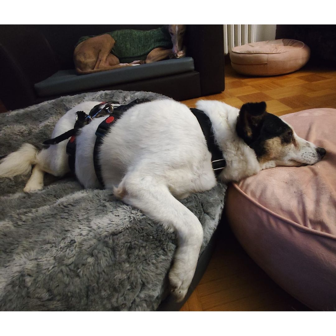 Concha entspannt in der Wohnung