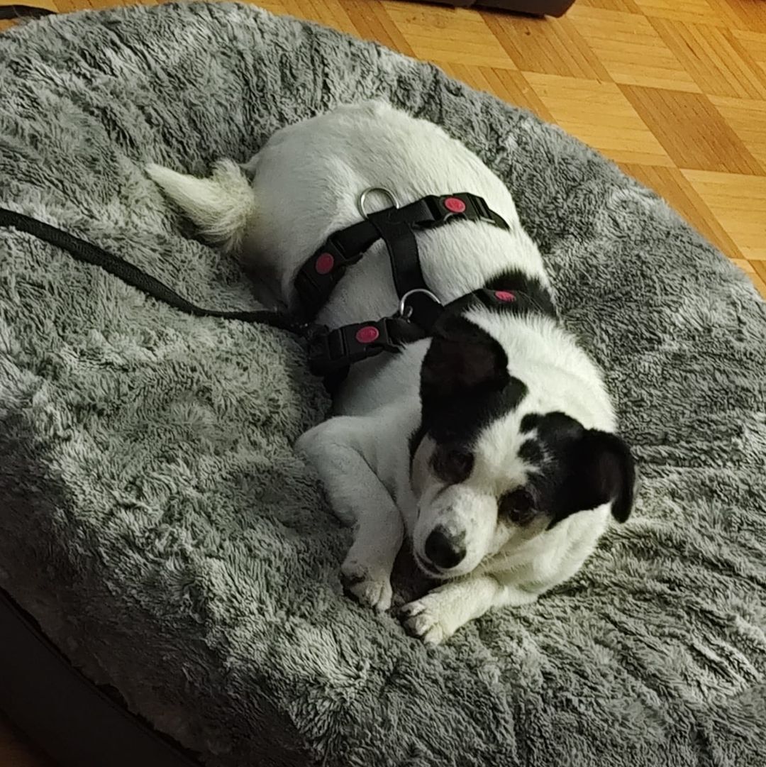 Concha entspannt in der Wohnung