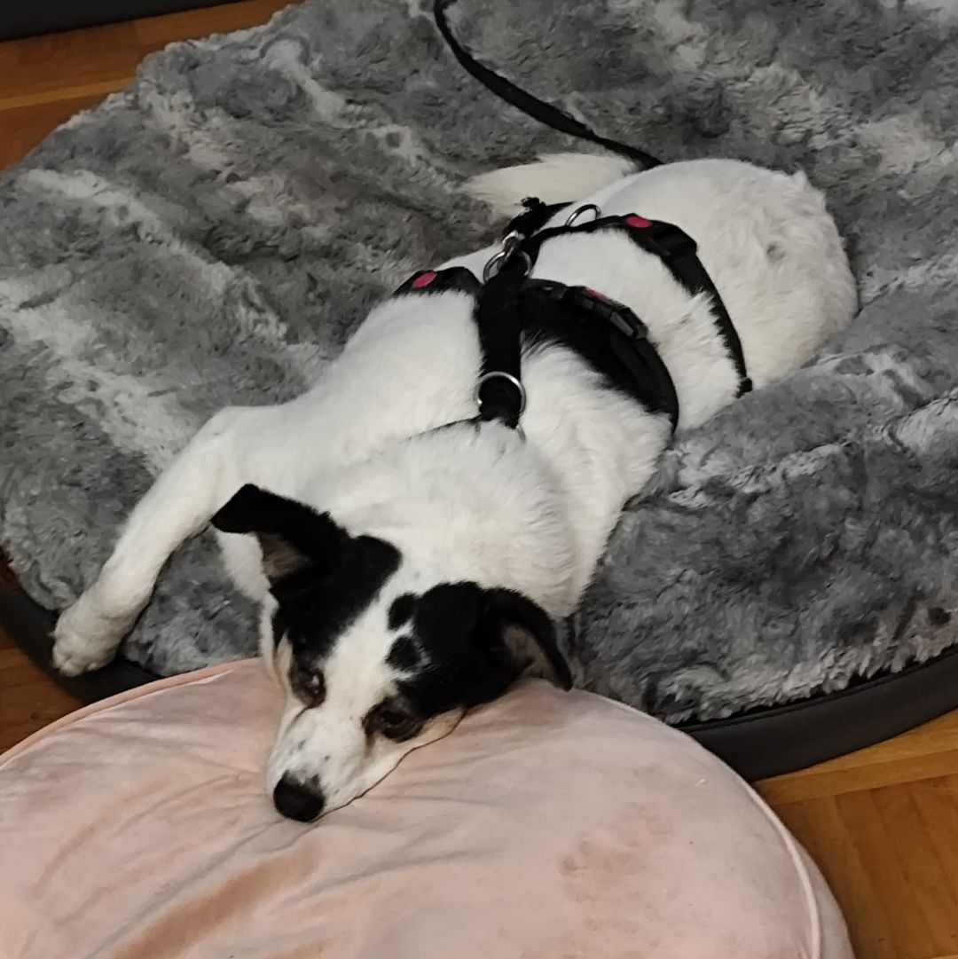 Concha entspannt in der Wohnung