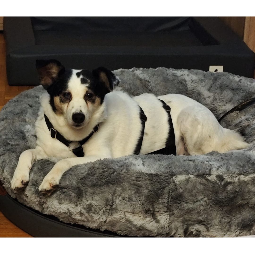 Concha entspannt in der Wohnung