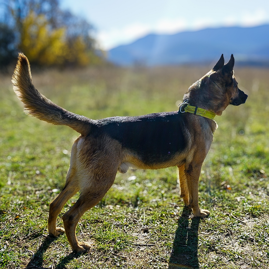 Schwarzbrauner Rüde, stehend, rechte Seite, Blick geradeaus
