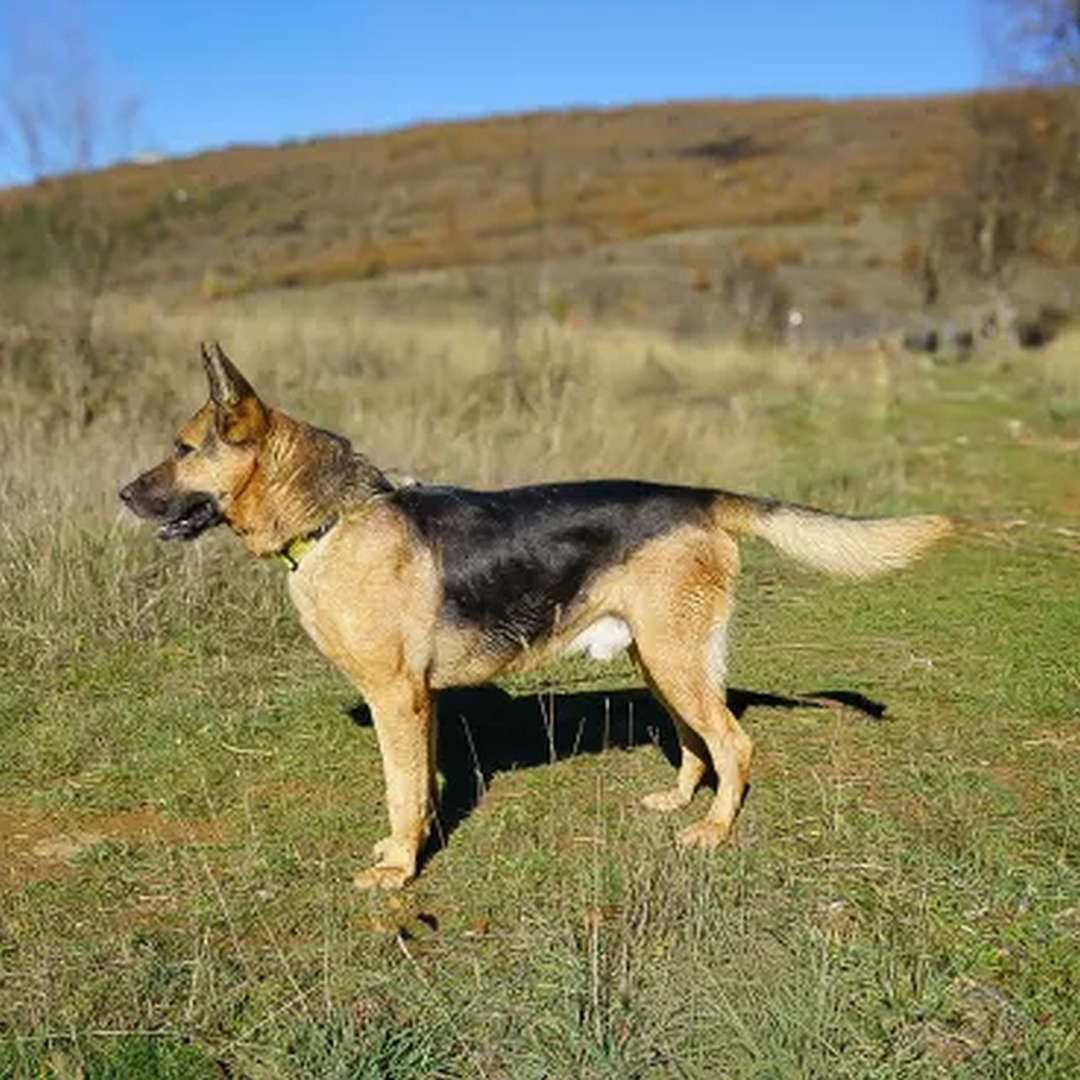  Schwarzbrauner Rüde, stehend, linke Seite, Blick geradeaus
