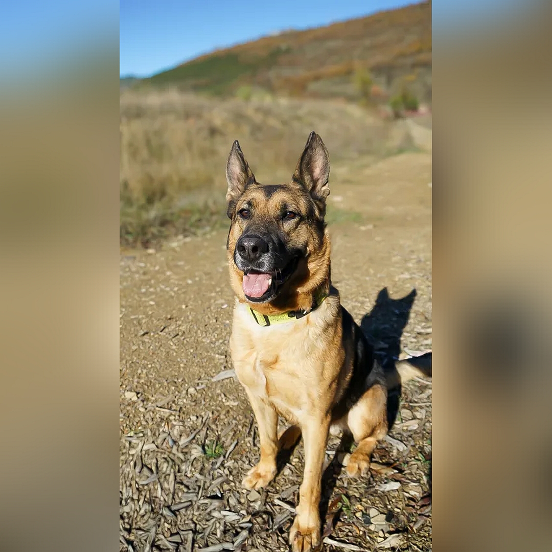 Schwarzbrauner Rüde, sitzend, von vorn, Blick geradeaus
