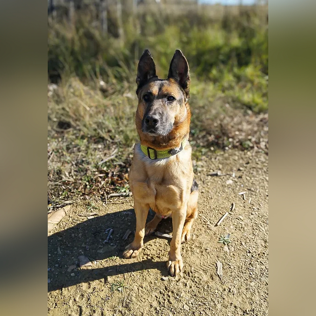 Schwarzbrauner Rüde, sitzend, von vorn, Blick geradeaus