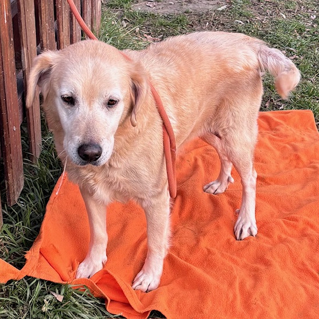 Hellbeige Hündin, stehend, von eher links vorn, Kopf und Blick leicht nach links unten