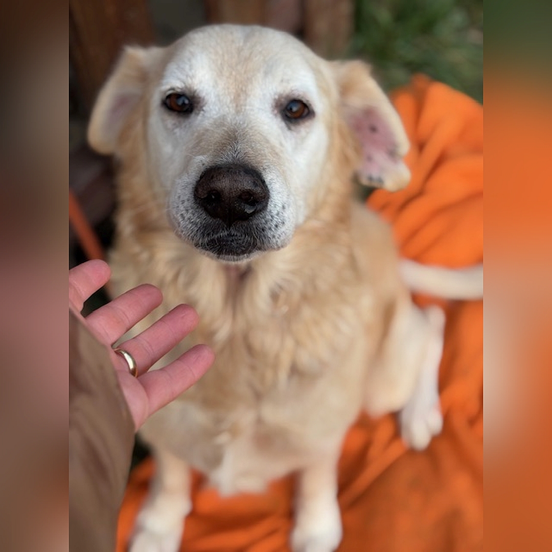 Hellbeige Hündin, sitzend, von vorn, Kopf und Blick Richtung Kamera