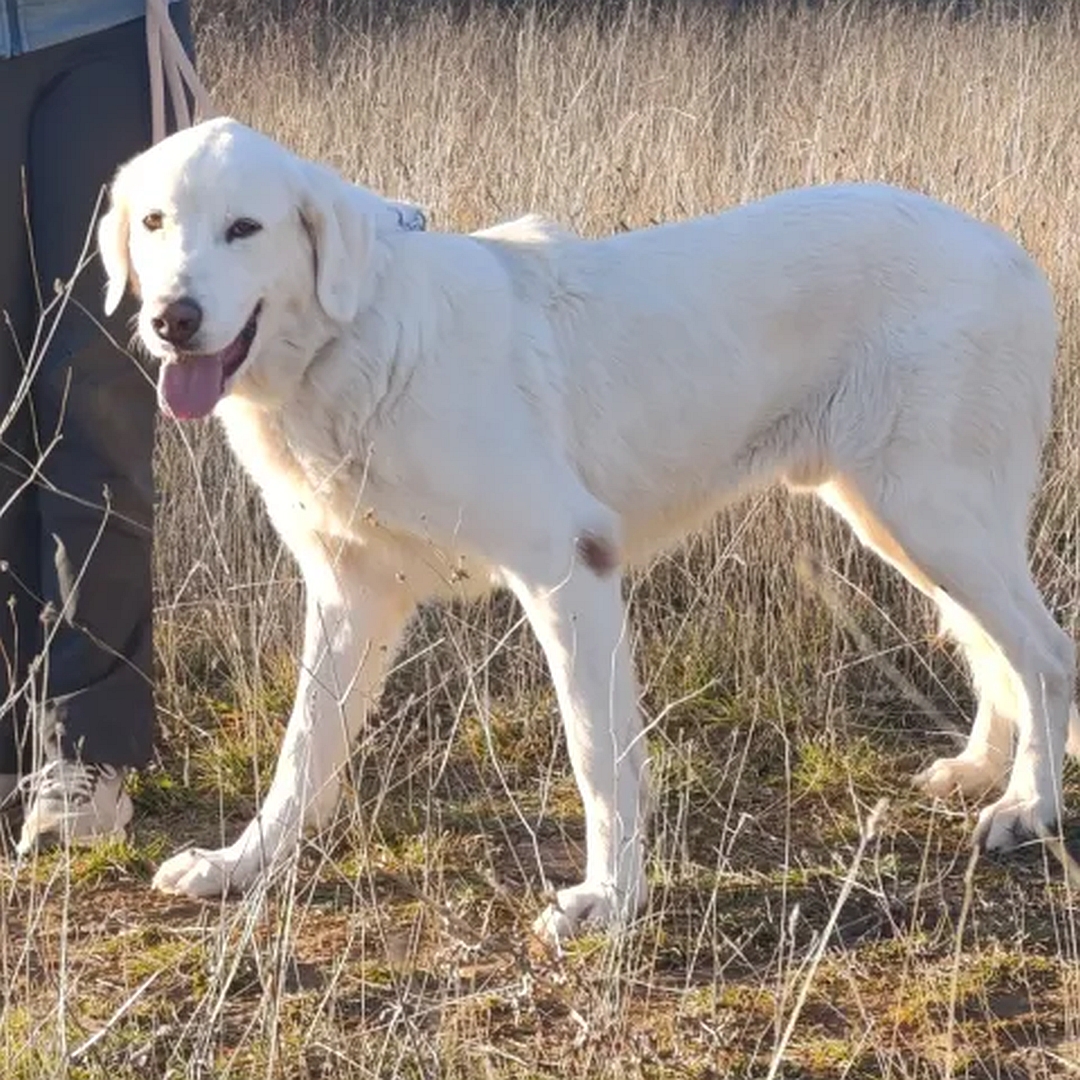 Weißer Rüde, stehend, linke Seite, Kopf und Blick nach links in Kamera