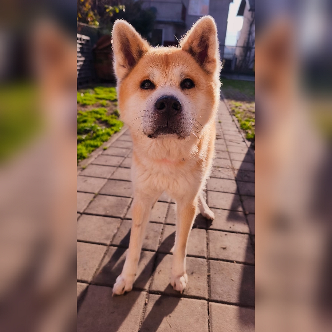 Hellbraun-weißer Rüde, stehend, von vorn, Kopf und Blick in Kamera