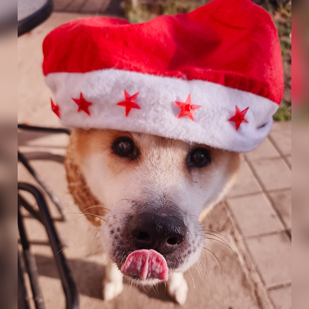 Hellbraun-weißer Rüde, von vorn, Portrait mit Nikolausmütze, Kopf und Blick in Kamera