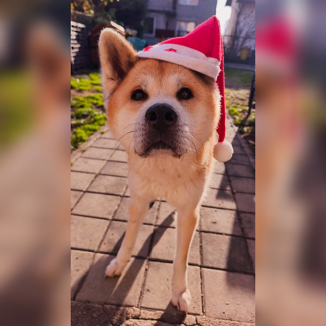 Hellbraun-weißer Rüde, stehend, von vorn, mit Nikolausmütze, Kopf und Blick in Kamera