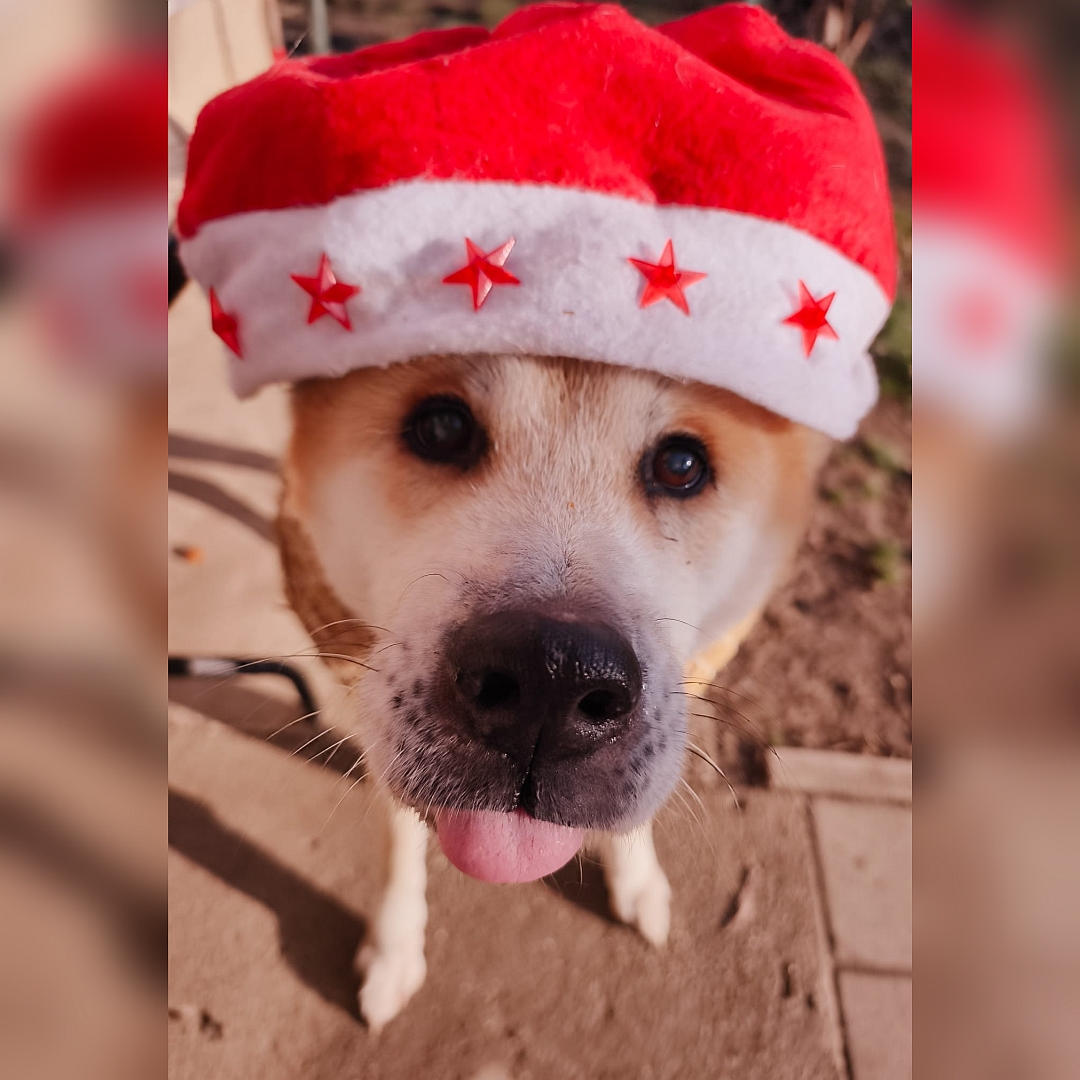 Hellbraun-weißer Rüde, von vorn, Portrait mit Nikolausmütze, Kopf und Blick in Kamera