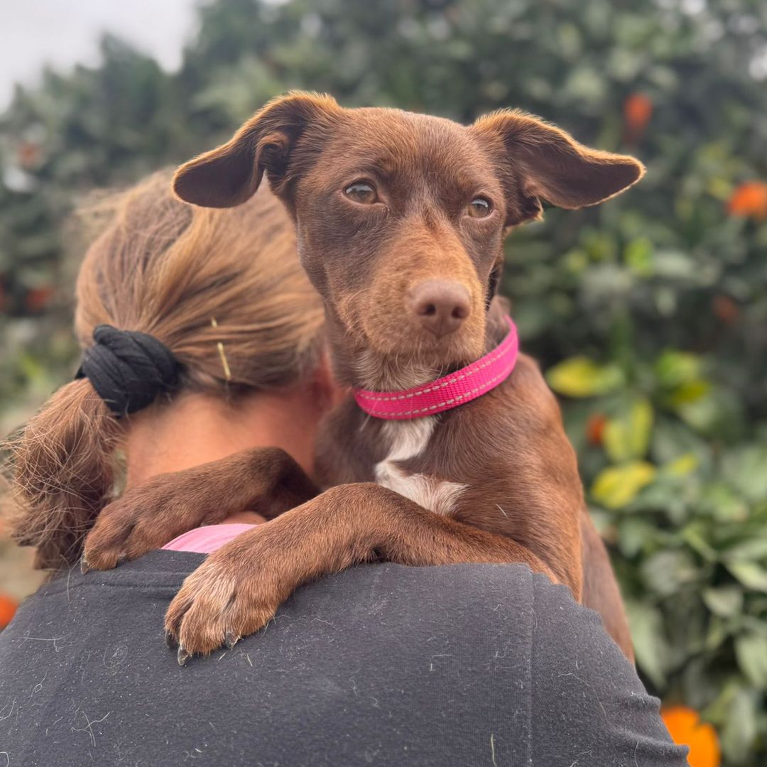 Lila auf der Schulter