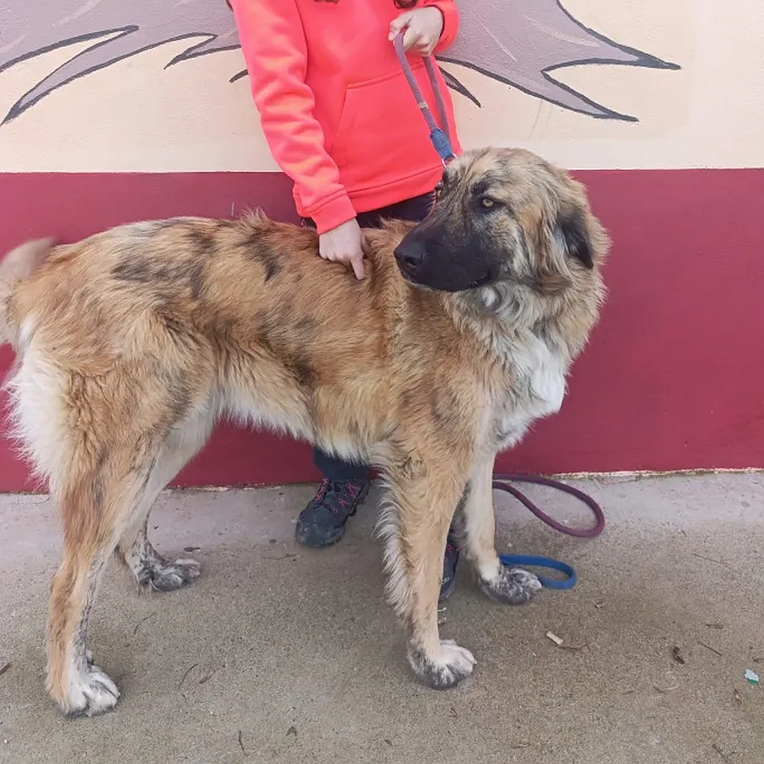 Hellbraune Hündin, stehend, rechte Seite, Kopf und Blick nach rechts hinten