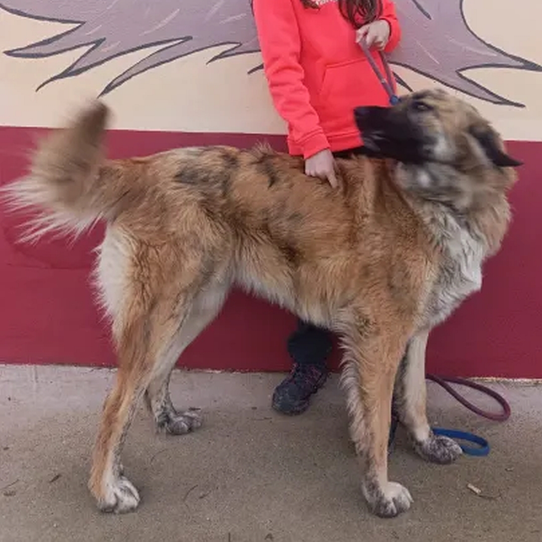 Hellbraune Hündin, stehend, rechte Seite, Kopf und Blick nach rechts hinten oben zu einer Person