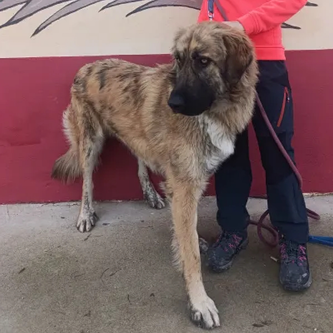 Hellbraune Hündin, stehend, eher von vorne rechts, Kopf und Blick nach rechts unten