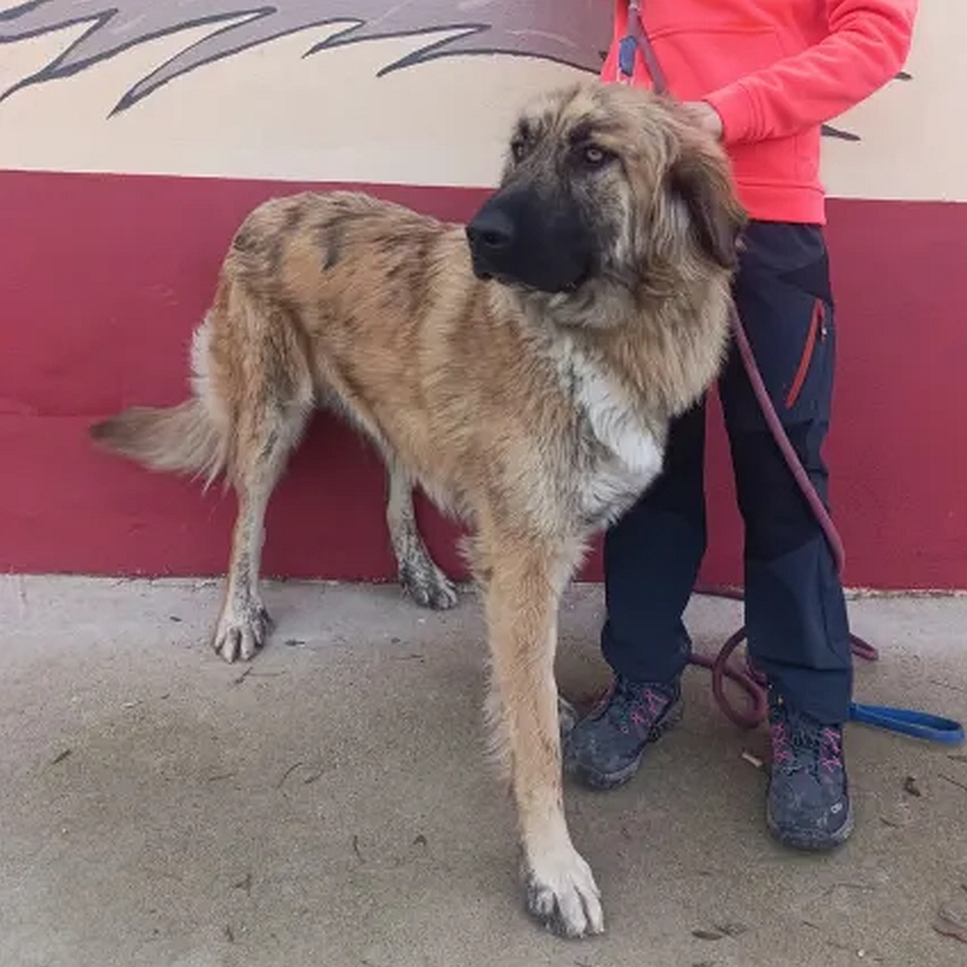 Hellbraune Hündin, stehend, eher von vorne rechts, Kopf und Blick nach rechts