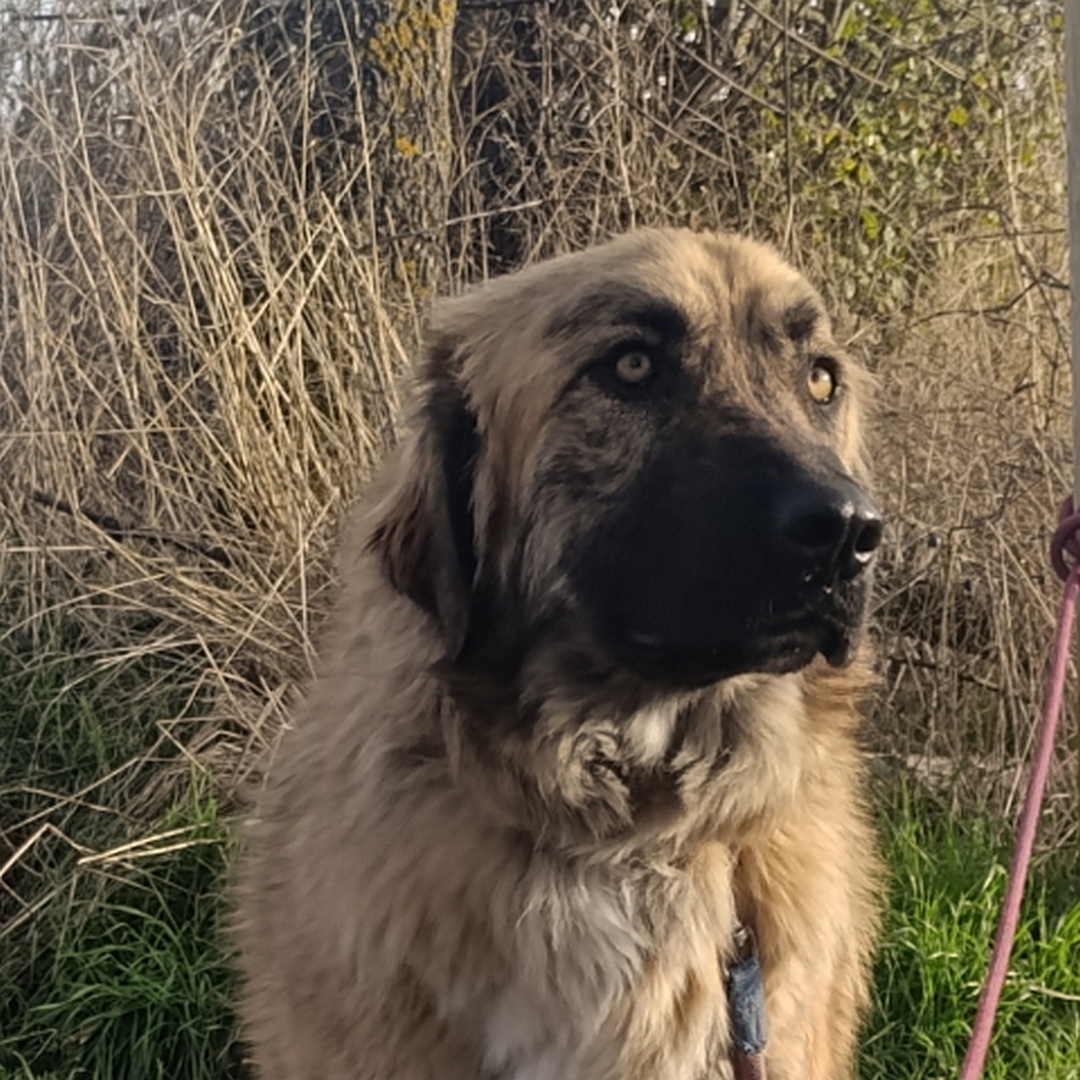 Hellbraune Hündin, Portrait, von vorne, Kopf und Blick leicht nach links