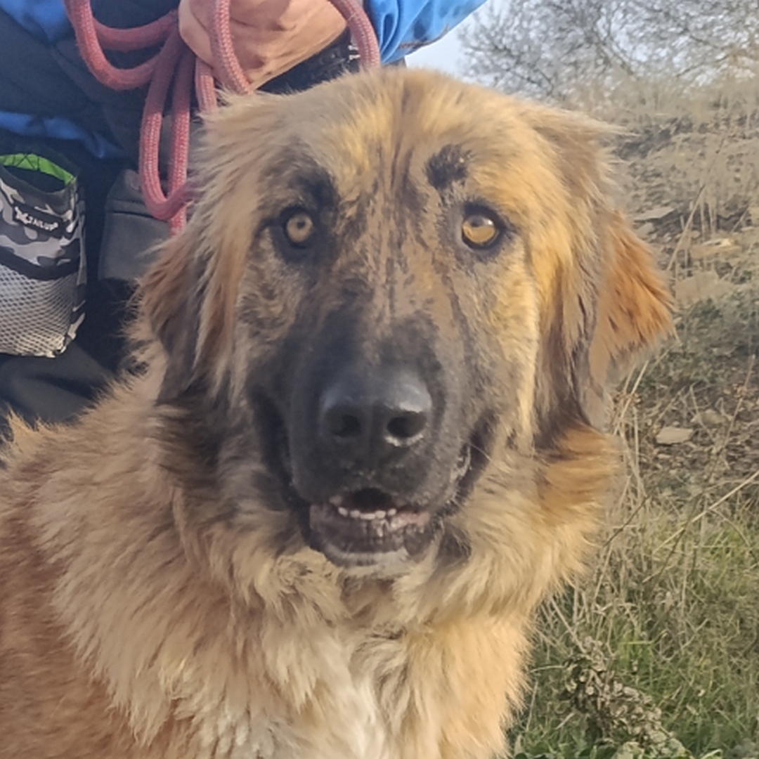 Hellbraune Hündin, Portrait, von vorne, Blick direkt in Kamera