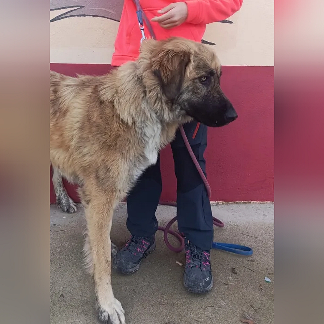 Hellbraune Hündin, stehend, rechte Seite, Kopf und Blick geradeaus