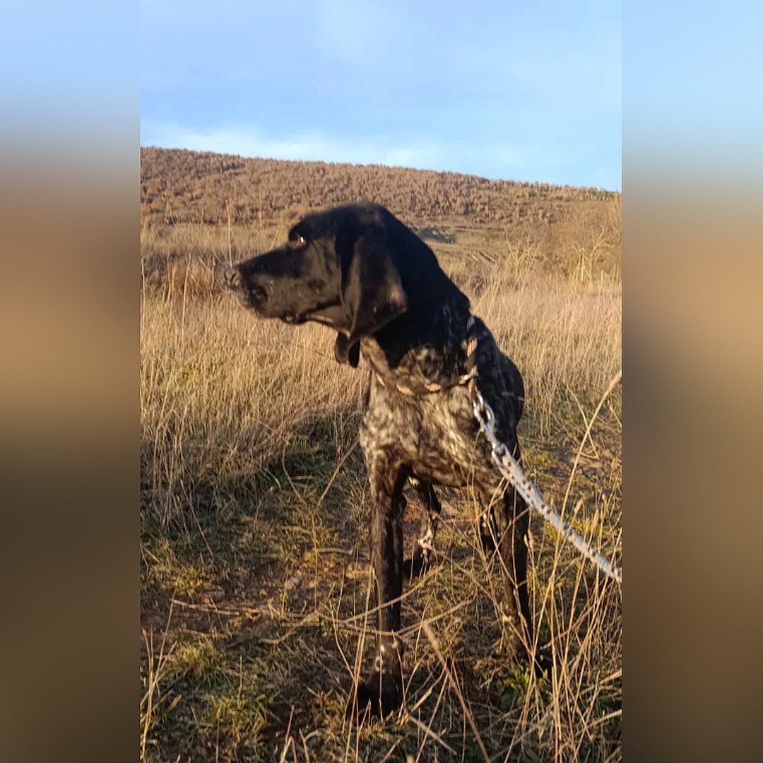 Dunkelbraun- gestromter Rüde, stehend, von vorn, Kopf und Blick nach rechts