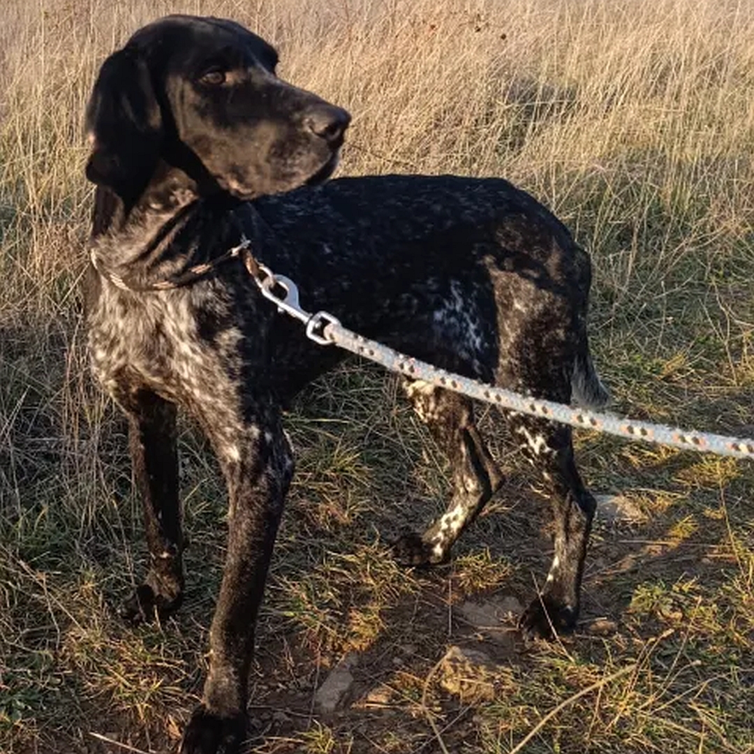Dunkelbraun- gestromter Rüde, stehend, eher linke Seite, Kopf und Blick nach links hinten