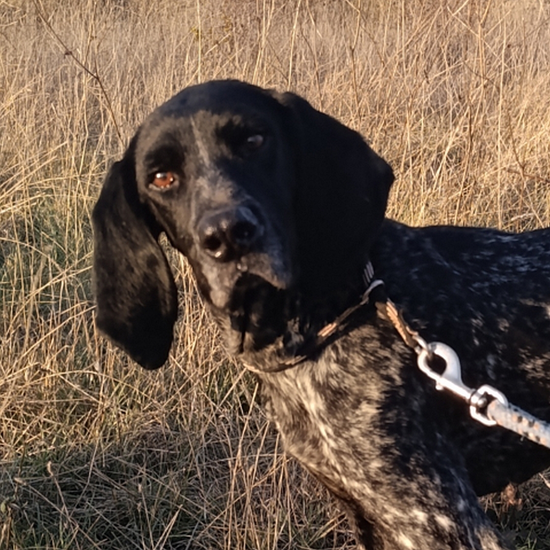 Dunkelbraun- gestromter Rüde, stehend, Portrait, Blick Richtung Kamera