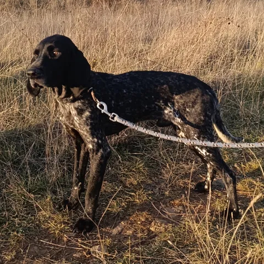 Dunkelbraun- gestromter Rüde, stehend, linke Seite, Kopf und Blick geradeaus