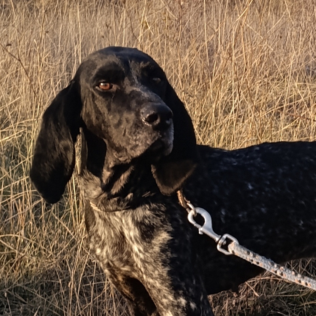 Dunkelbraun- gestromter Rüde, stehend, eher seitliches Portrait, Blick Richtung Kamera