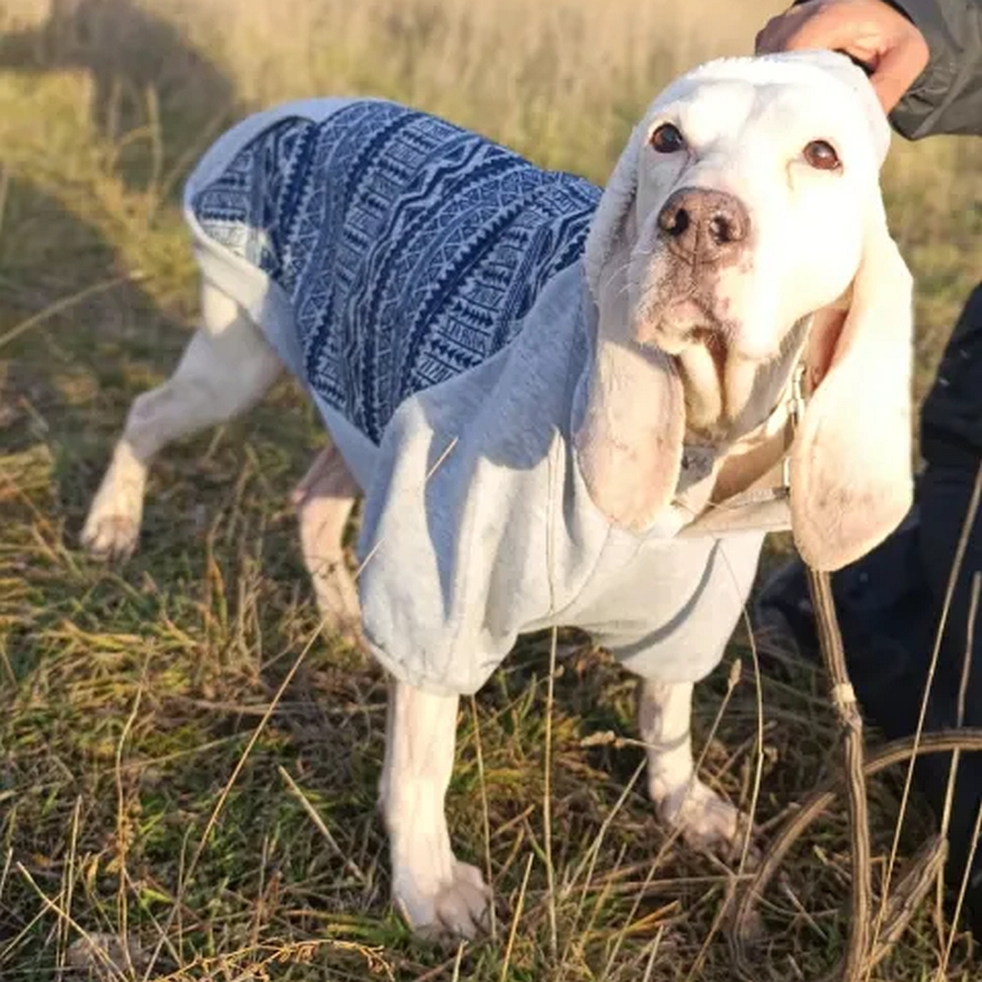 Weiße Hündin, stehend, von eher rechts vorn, Kopf und Blick nach rechts oben 