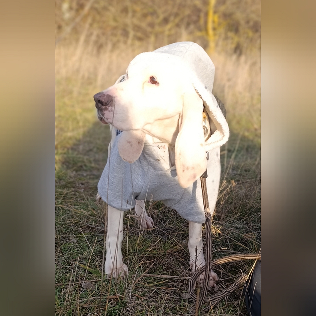 Weiße Hündin, stehend, von vorn, Kopf und Blick nach rechts
