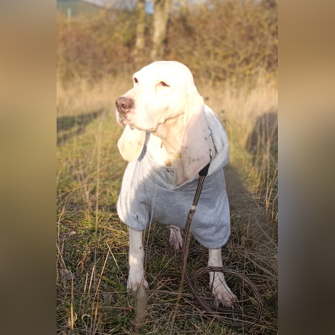 Weiße Hündin, stehend, von vorn, Kopf und Blick nach rechts