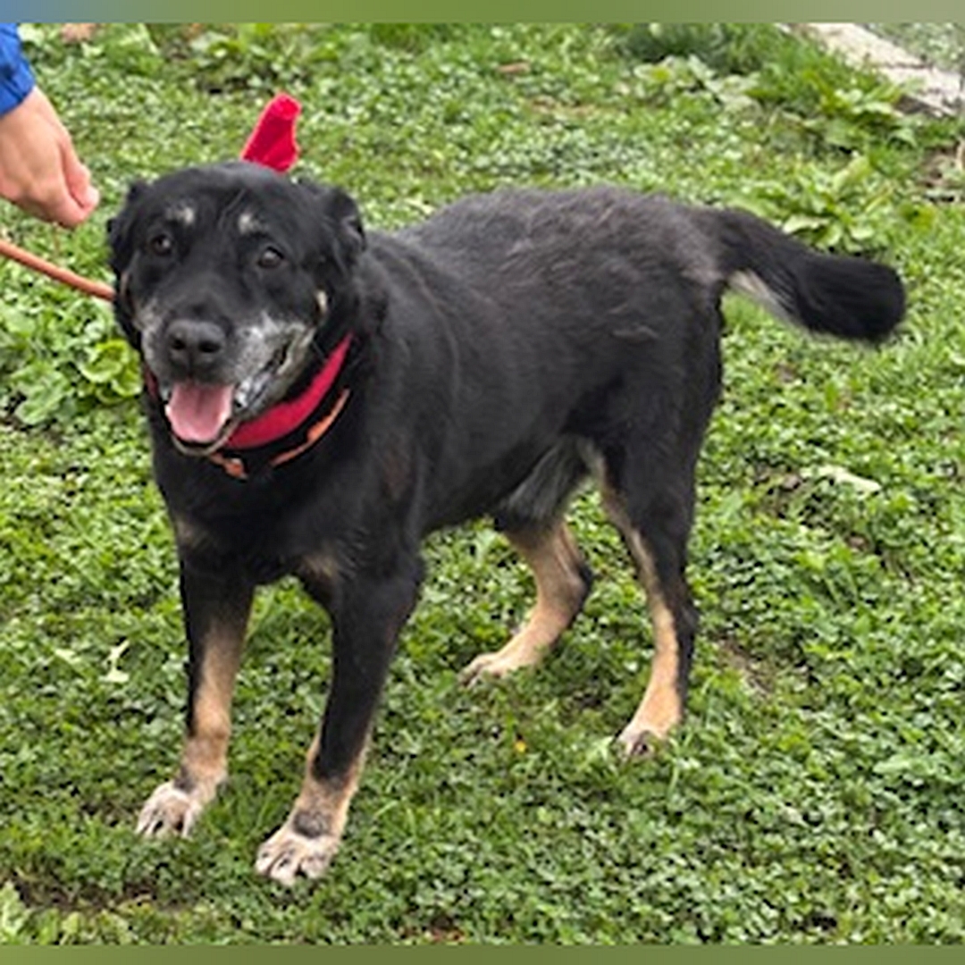 Schwarz-brauner Rüde, stehend, von eher rechts vorn, Blick in Kamera