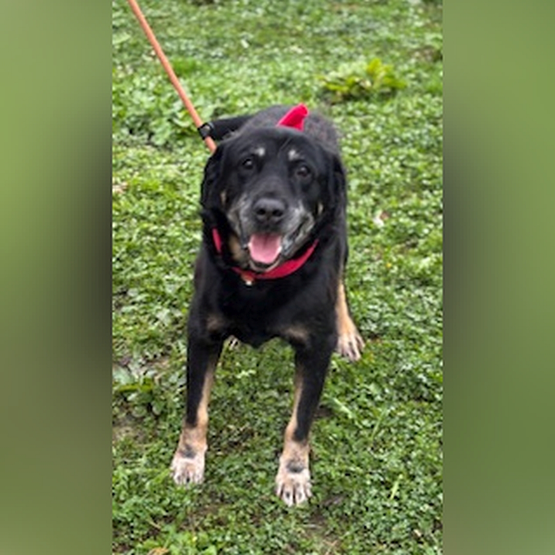 Schwarz-brauner Rüde, stehend, von vorn, Blick in Kamera