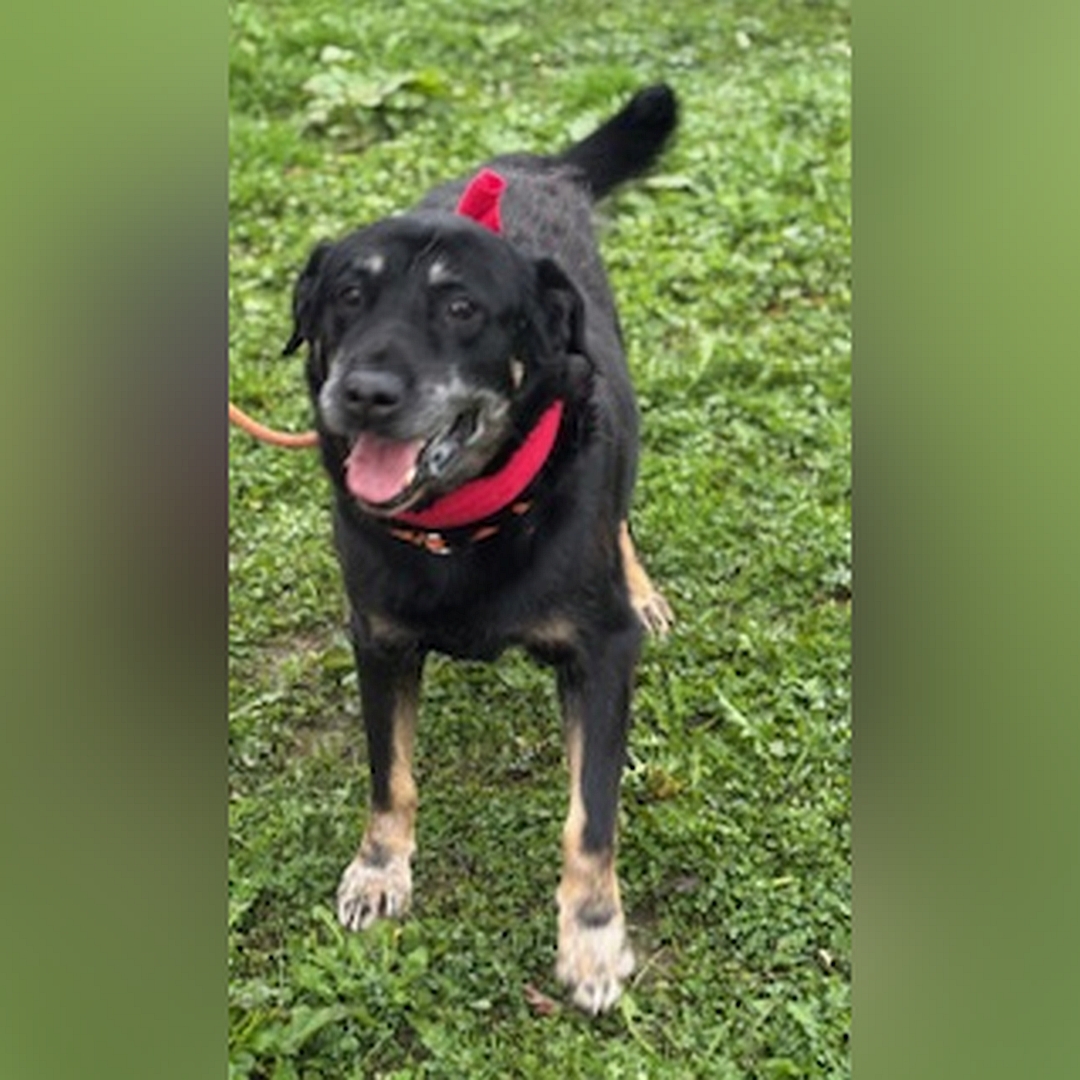 Schwarz-brauner Rüde, stehend, von vorn, Blick in Kamera