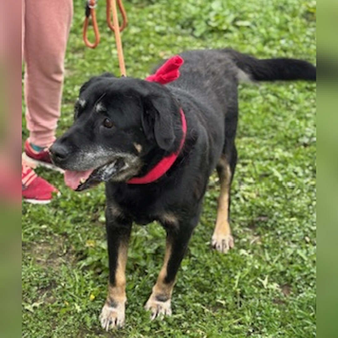Schwarz-brauner Rüde, stehend, von vorn, Kopf und Blick nach rechts