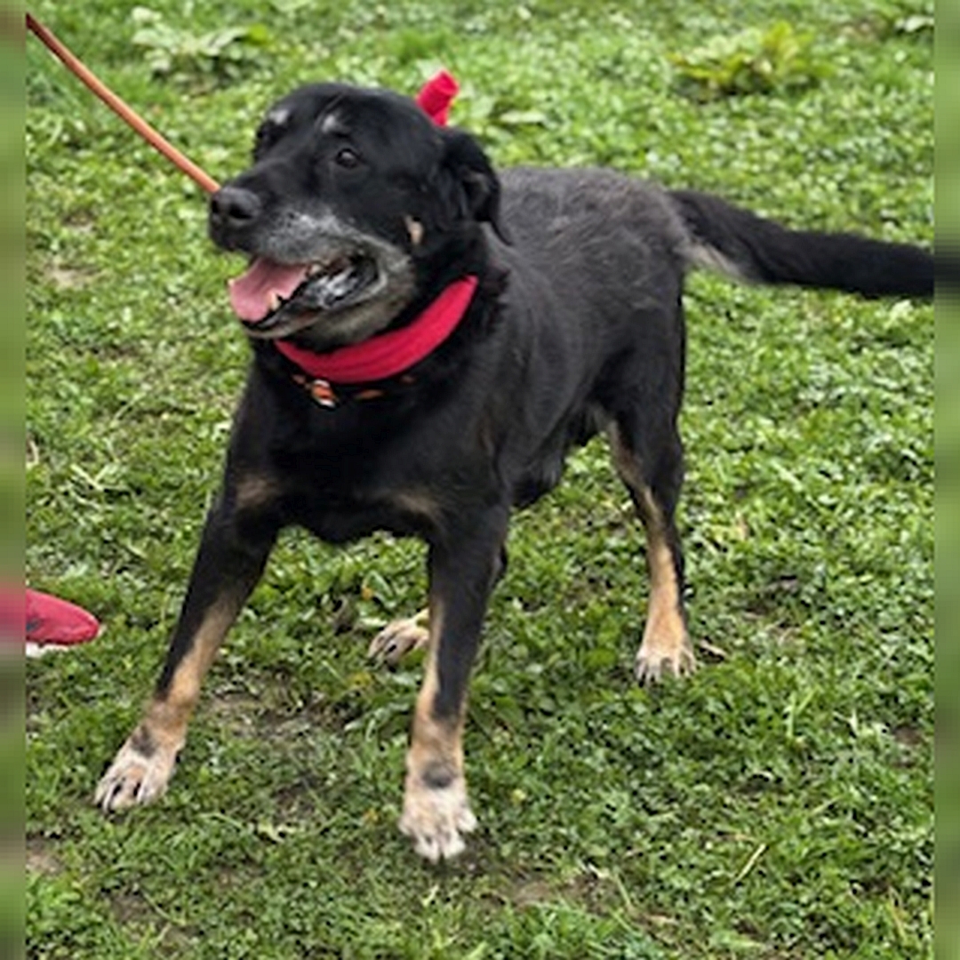 Schwarz-brauner Rüde, stehend, von eher rechts vorn, Kopf und Blick nach rechts 