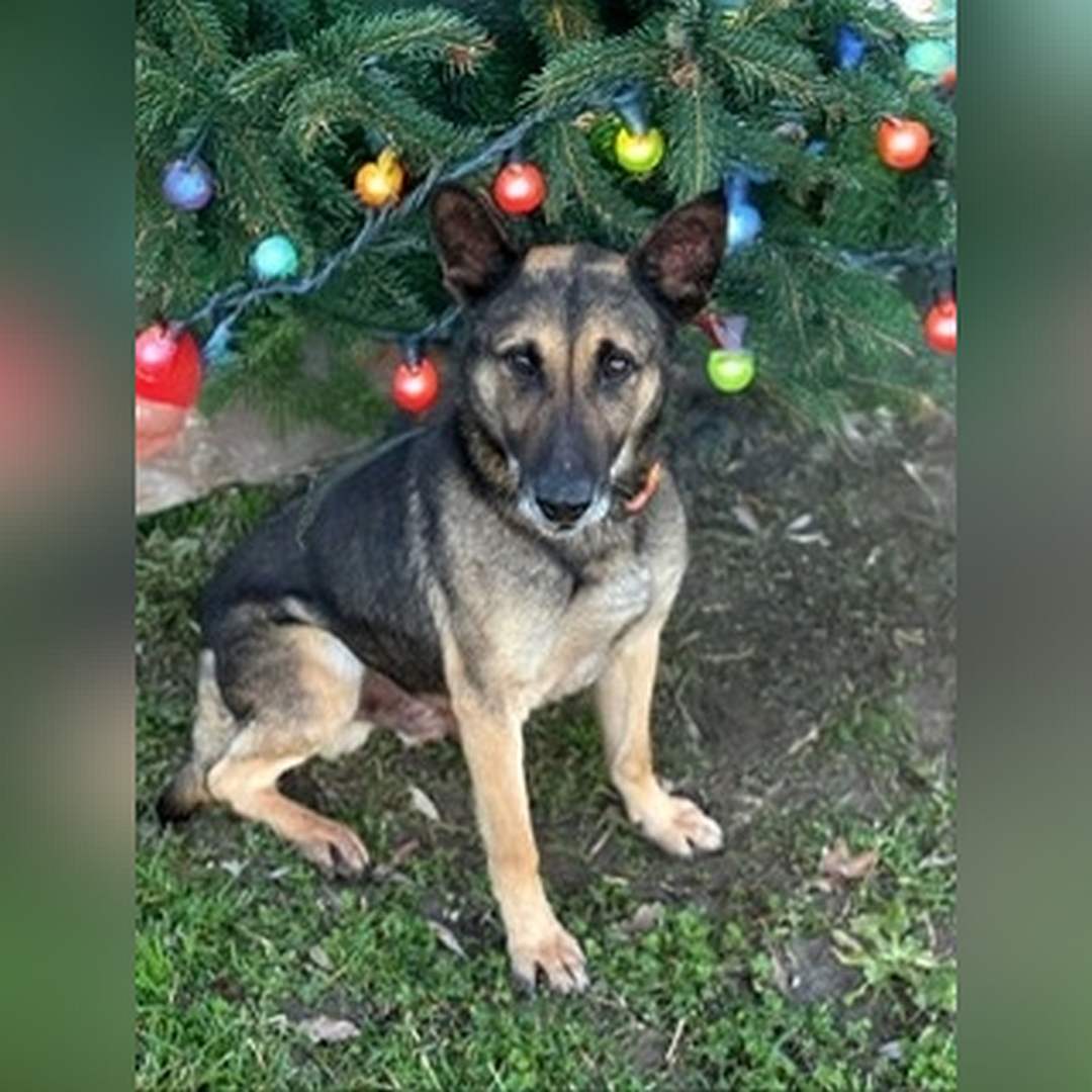 Schwarz-brauner Rüde, sitzend, von eher rechts vorn, Blick in Kamera