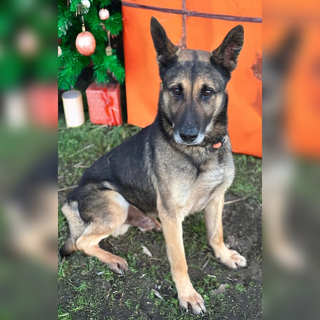 Schwarz-brauner Rüde, sitzend, von eher rechts vorn, Blick in Kamera