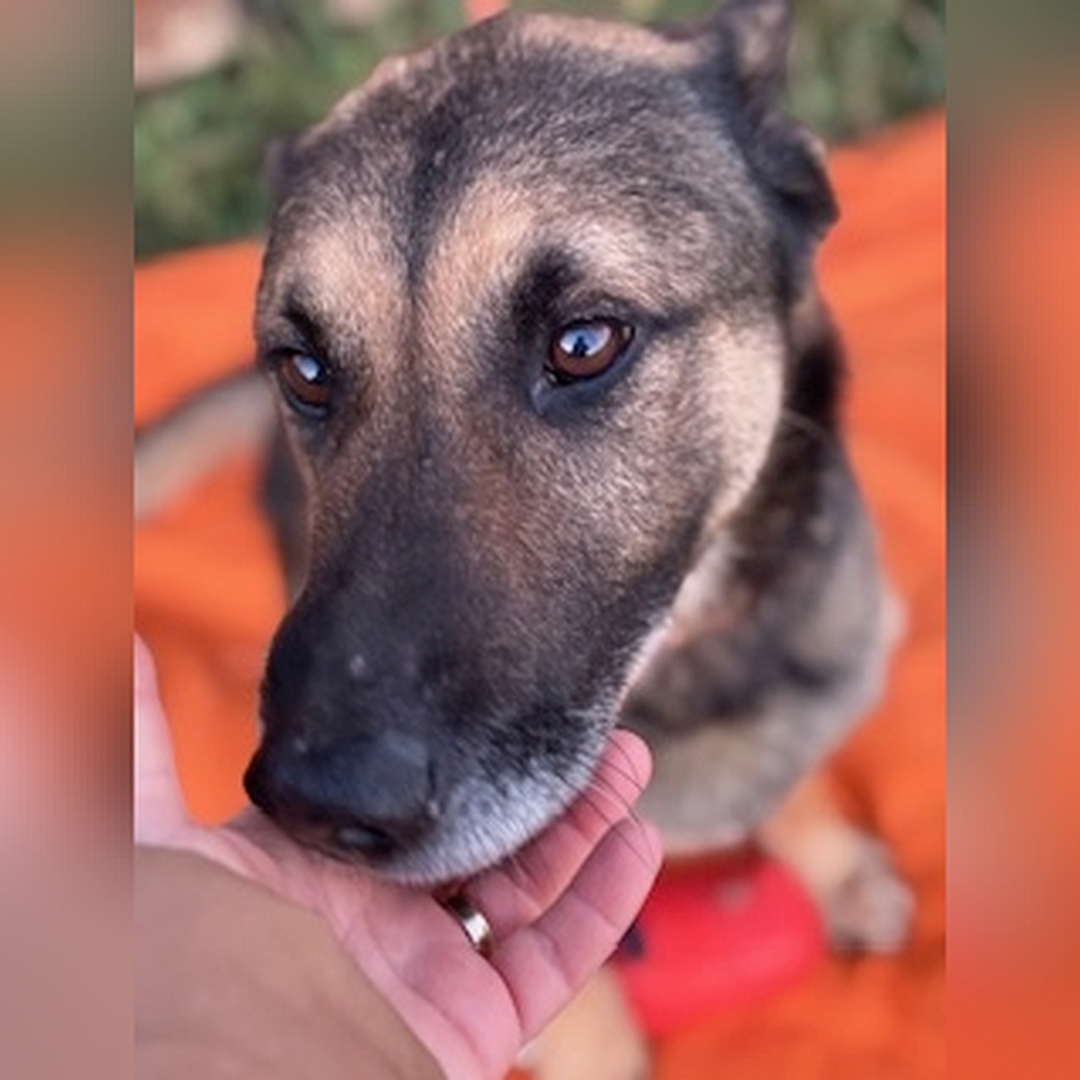 Schwarz-brauner Rüde, Portrait, Kopf in der Hand einer Person, Blick nach unten