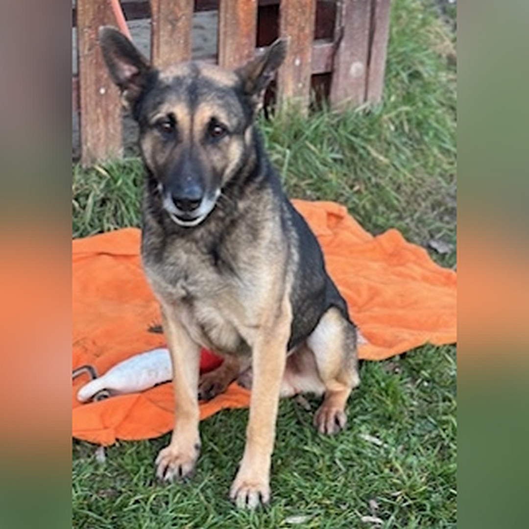 Schwarz-brauner Rüde, sitzend, von vorn, Blick in Kamera