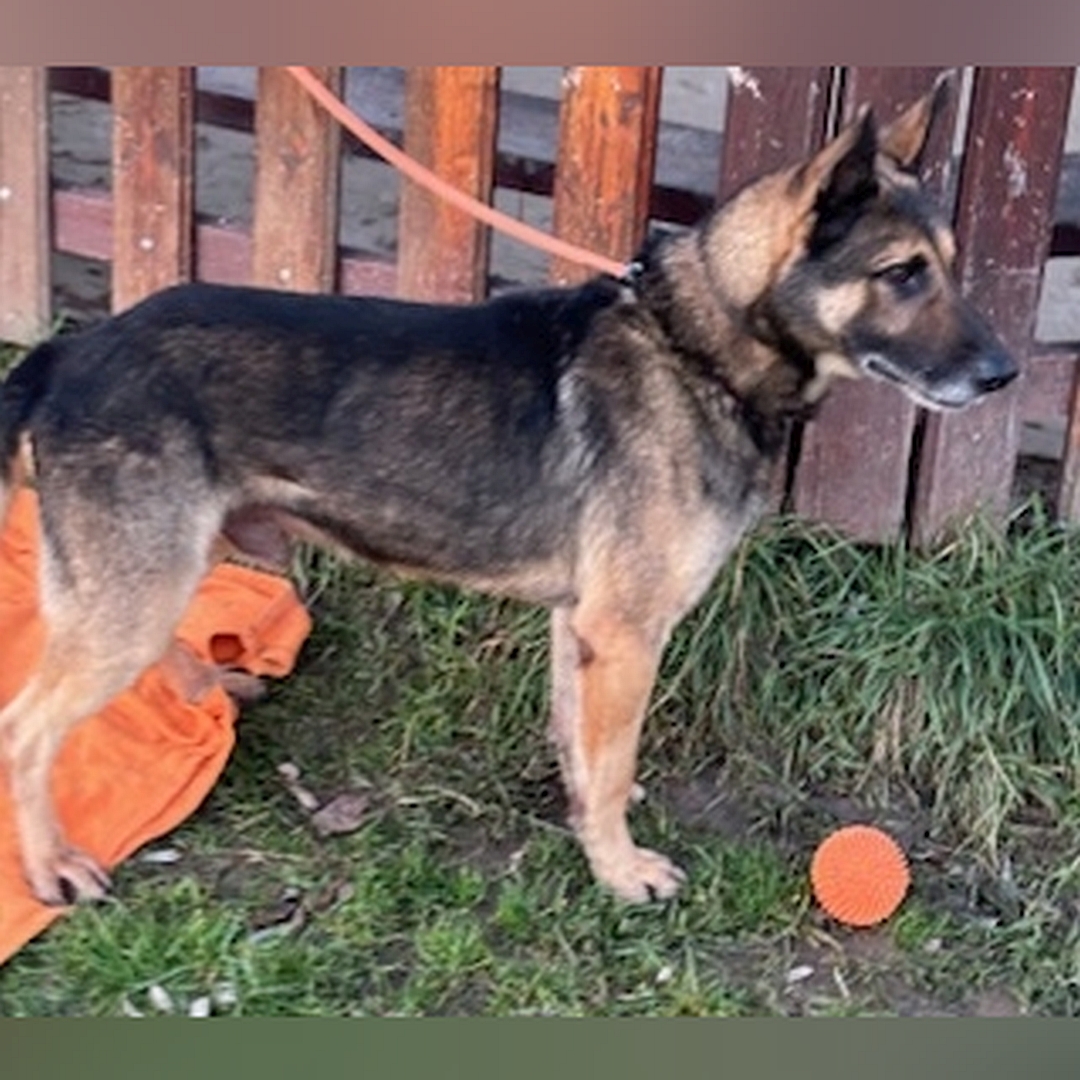 Schwarz-brauner Rüde, stehend, rechte Seite, Blick geradeaus