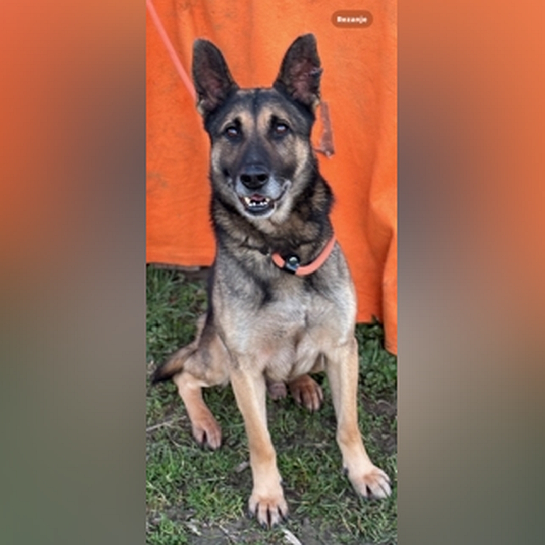 Schwarz-brauner Rüde, sitzend, von vorn, Blick in Kamera