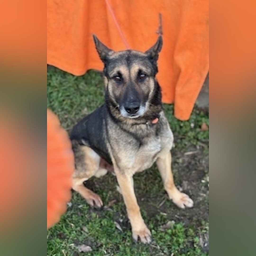 Schwarz-brauner Rüde, sitzend, von eher rechts vorn, Blick in Kamera