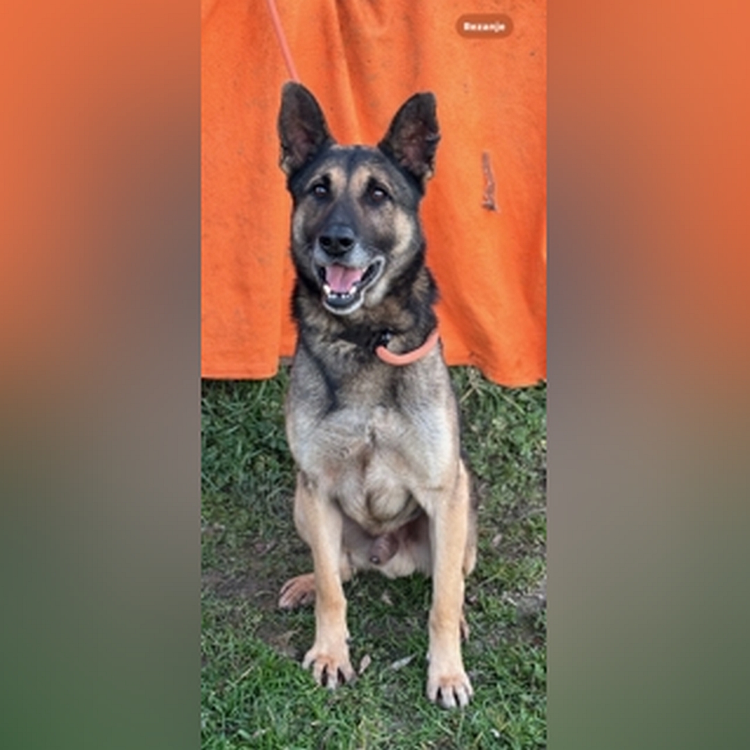 Schwarz-brauner Rüde, sitzend, von vorn, Blick in Kamera