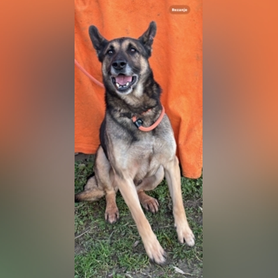 Schwarz-brauner Rüde, sitzend, von vorn,  Kopf und Blick nach oben zu einer Person