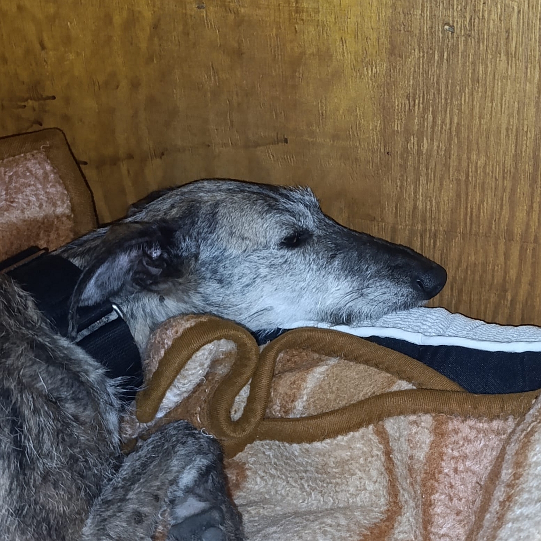 Grau-braun gestromte Hündin, seitliches Portrait, schläft auf Sofa