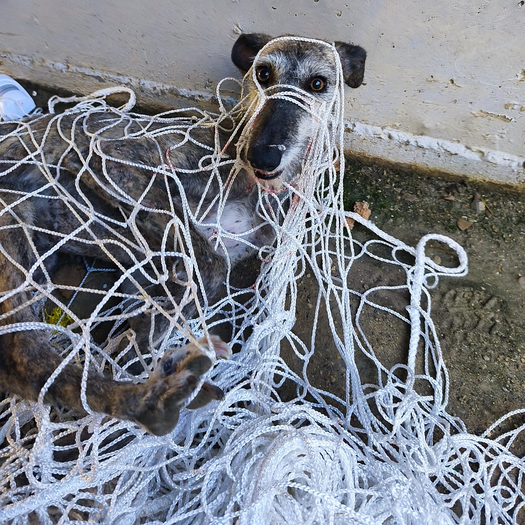Grau-braun gestromte Hündin, liegend, in einem Netz verfangen, rechte Seite, Kopf und Blick nach rechts direkt in Kamera