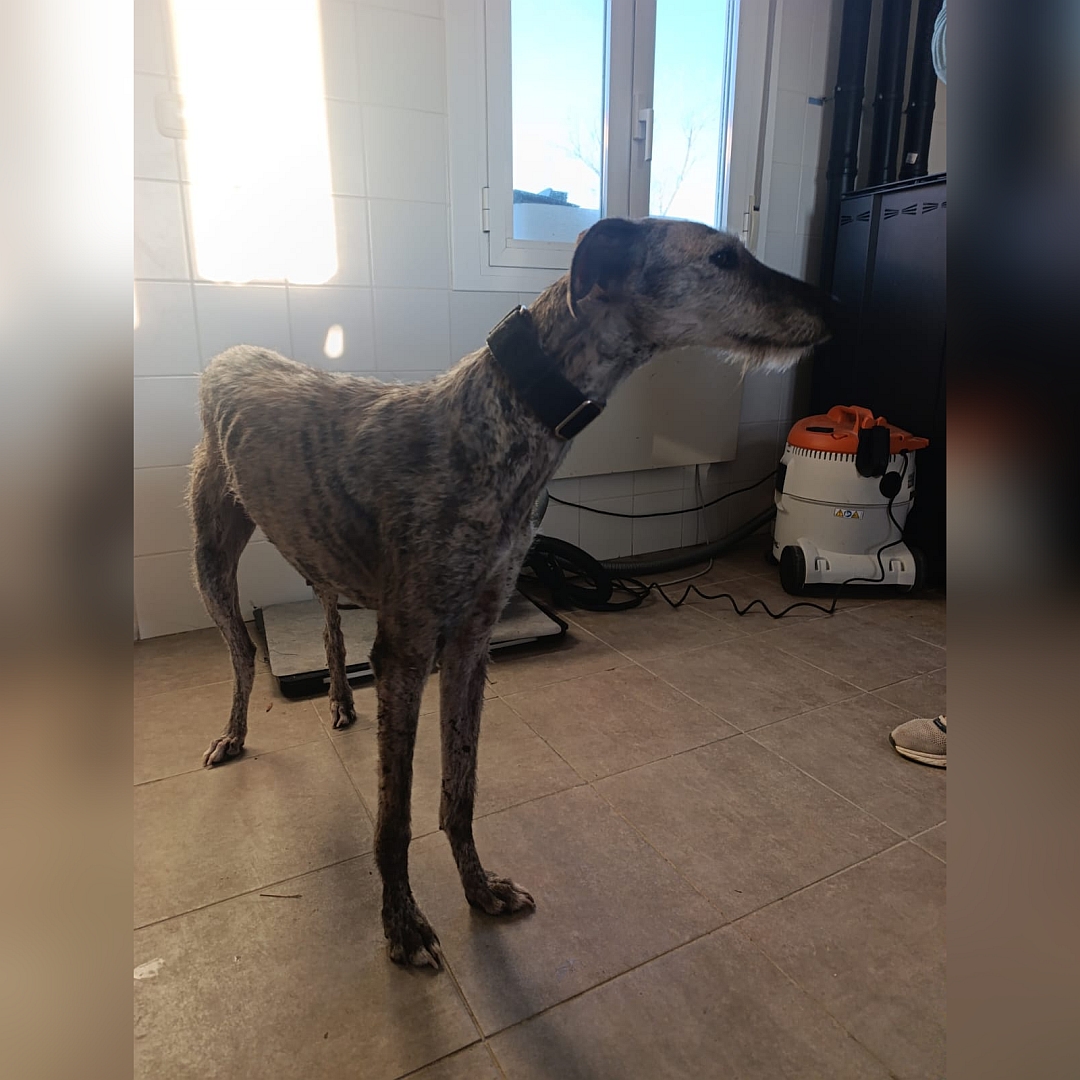 Grau-braun gestromte Hündin, stehend, von eher rechts vorn, Kopf und Blick nach links